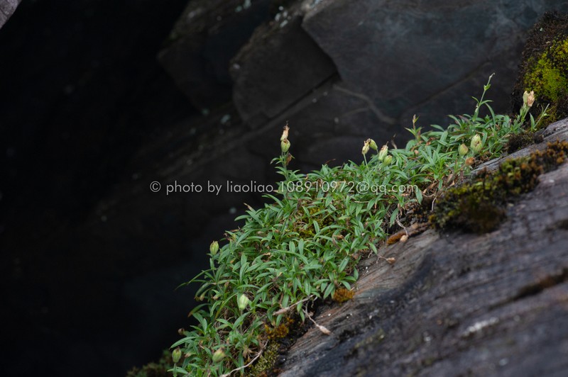 Silene vanchingshanensis photo 4