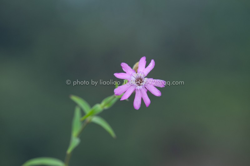 Silene vanchingshanensis photo 5