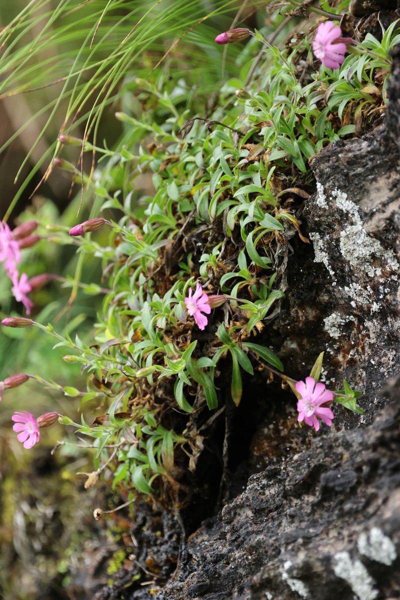 Silene vanchingshanensis photo 6