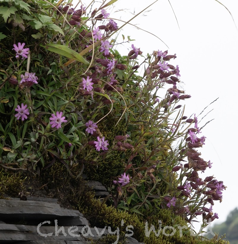 Silene vanchingshanensis photo 8