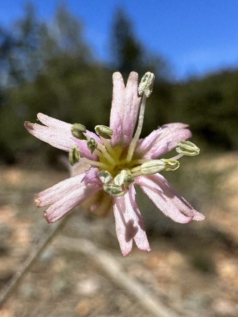 San Francisco Campion photo 2