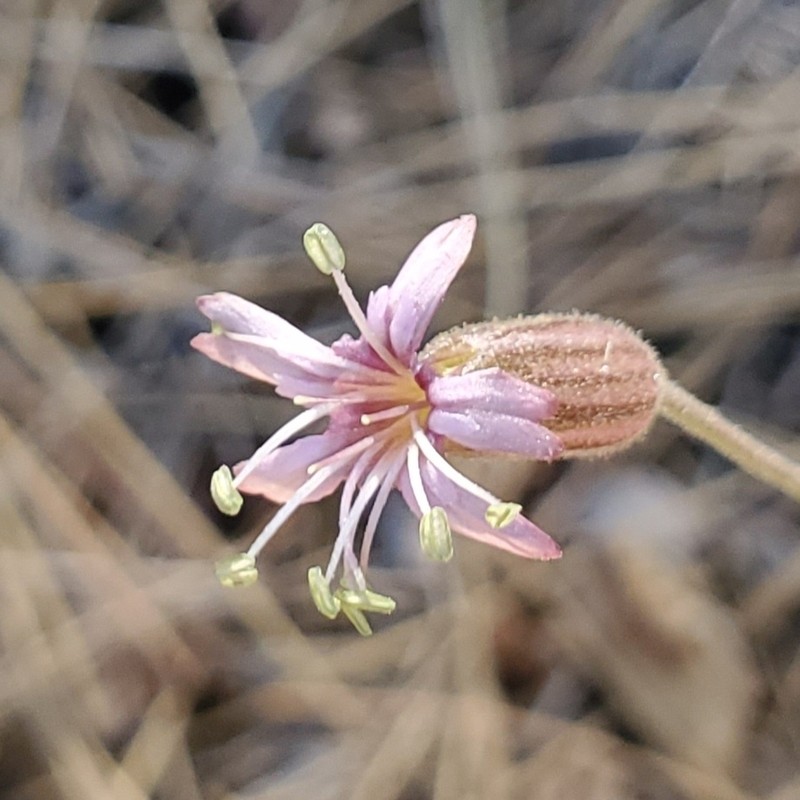 San Francisco Campion photo 3