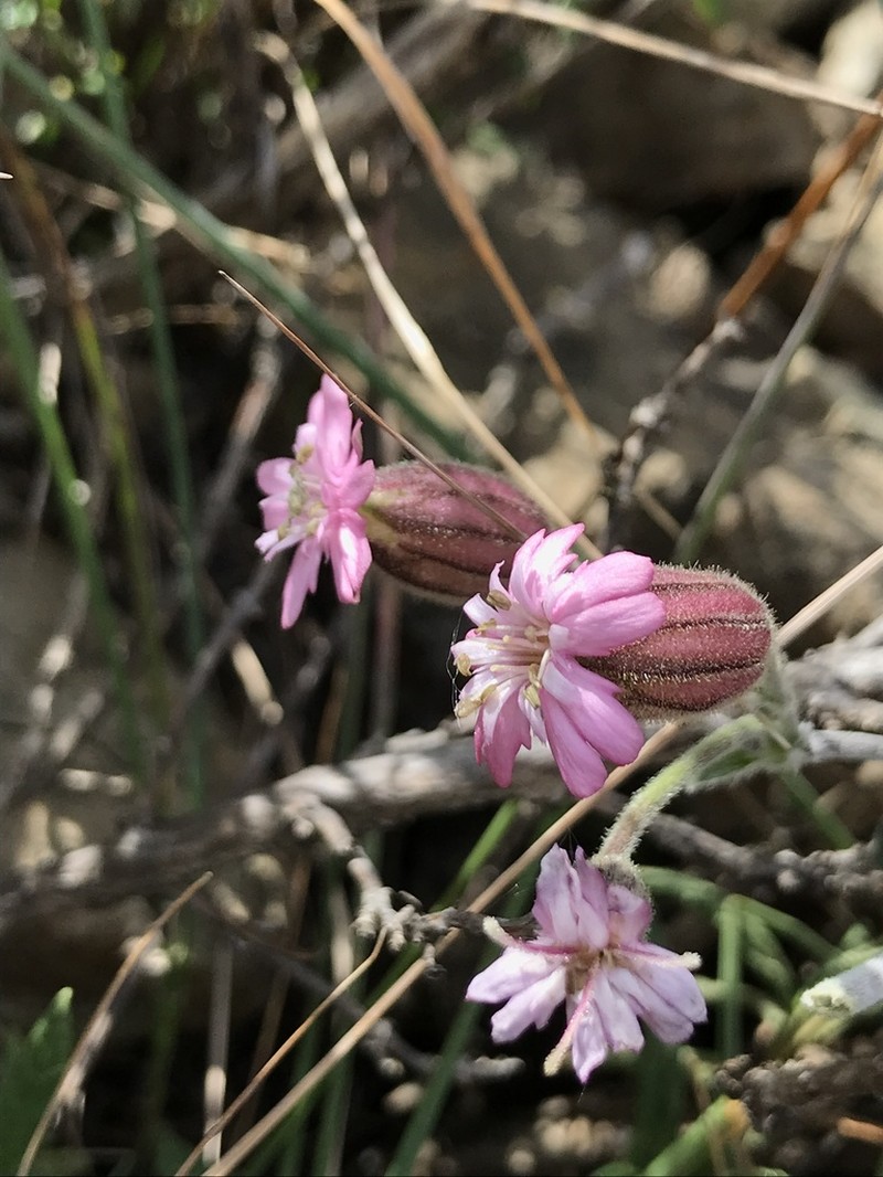 San Francisco Campion photo 4