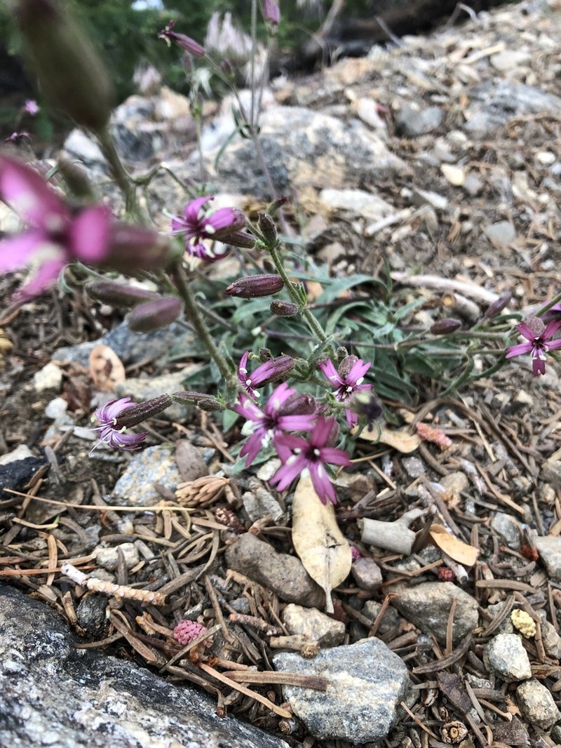 San Francisco Campion photo 6