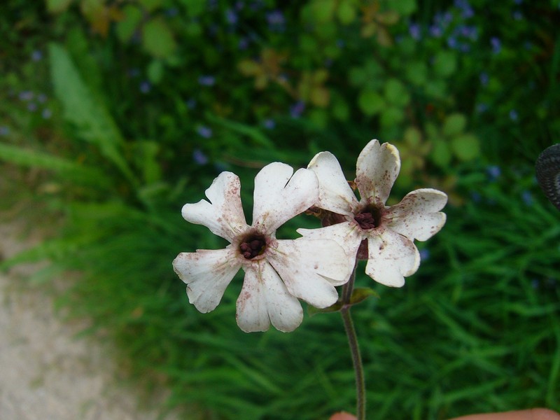 Silene violacea