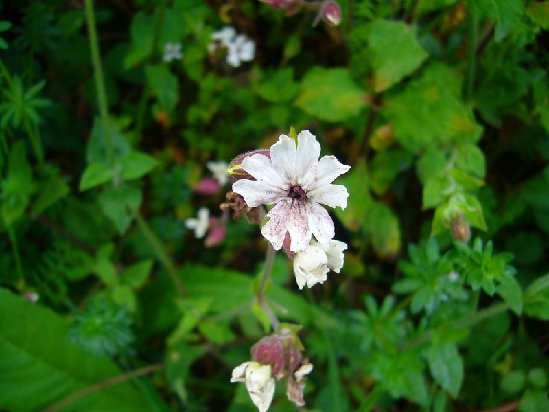 Silene violacea photo 2
