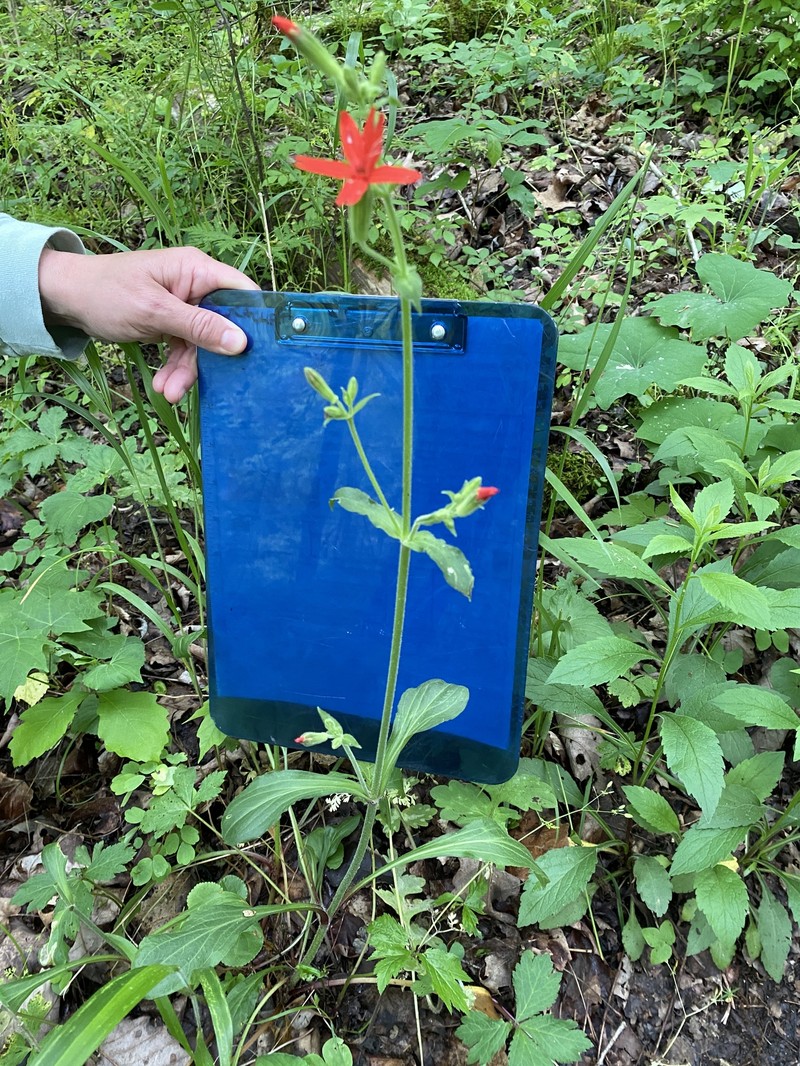 Silene virginica var. robusta