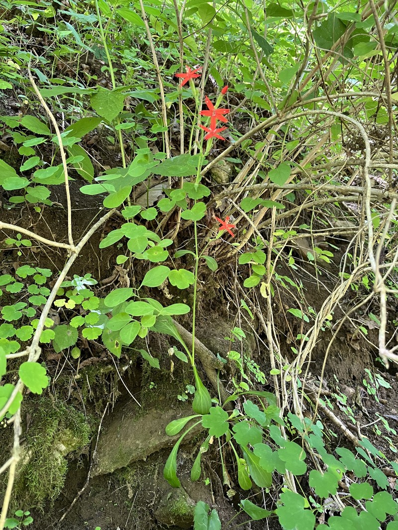 Silene virginica var. robusta photo 2
