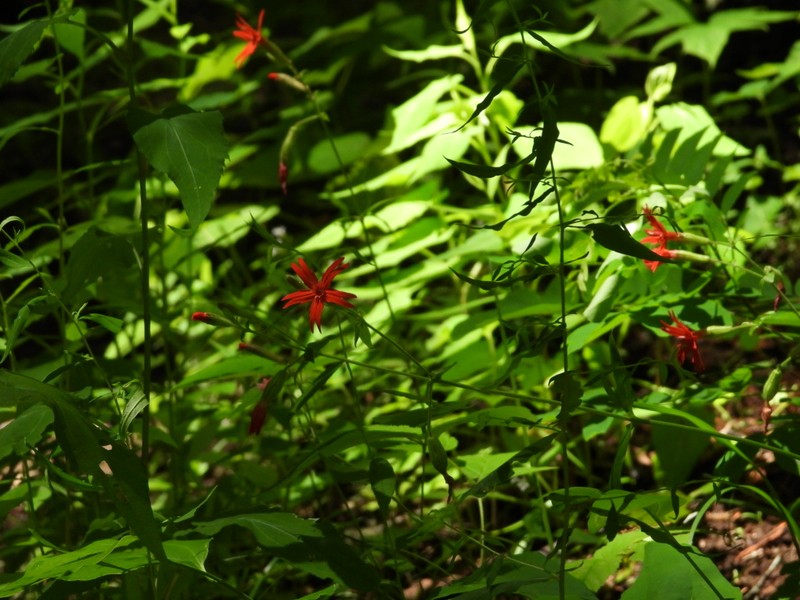 Silene virginica var. robusta photo 3