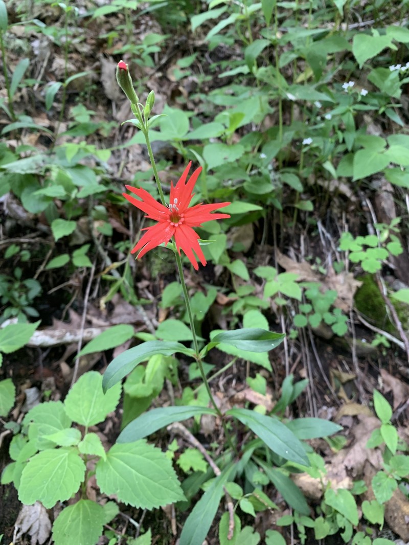 Silene virginica var. robusta photo 4