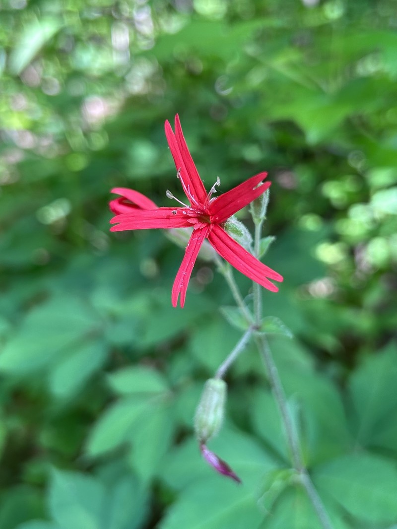 Silene virginica var. robusta photo 5