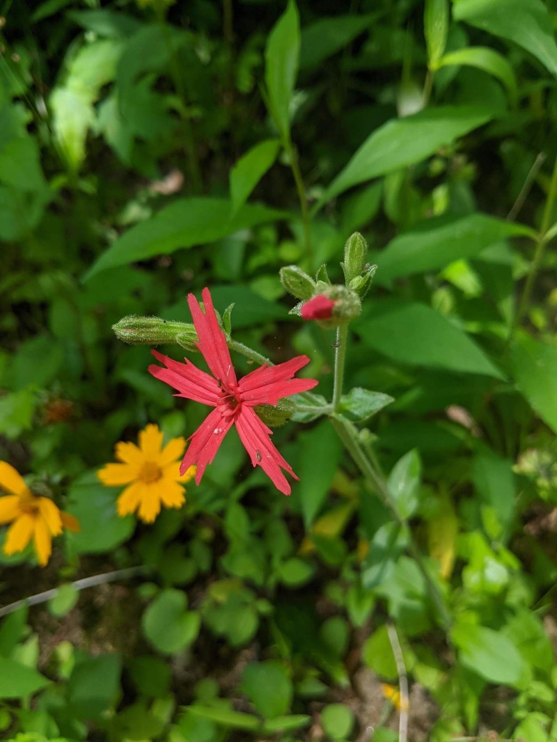 Silene virginica var. robusta photo 6