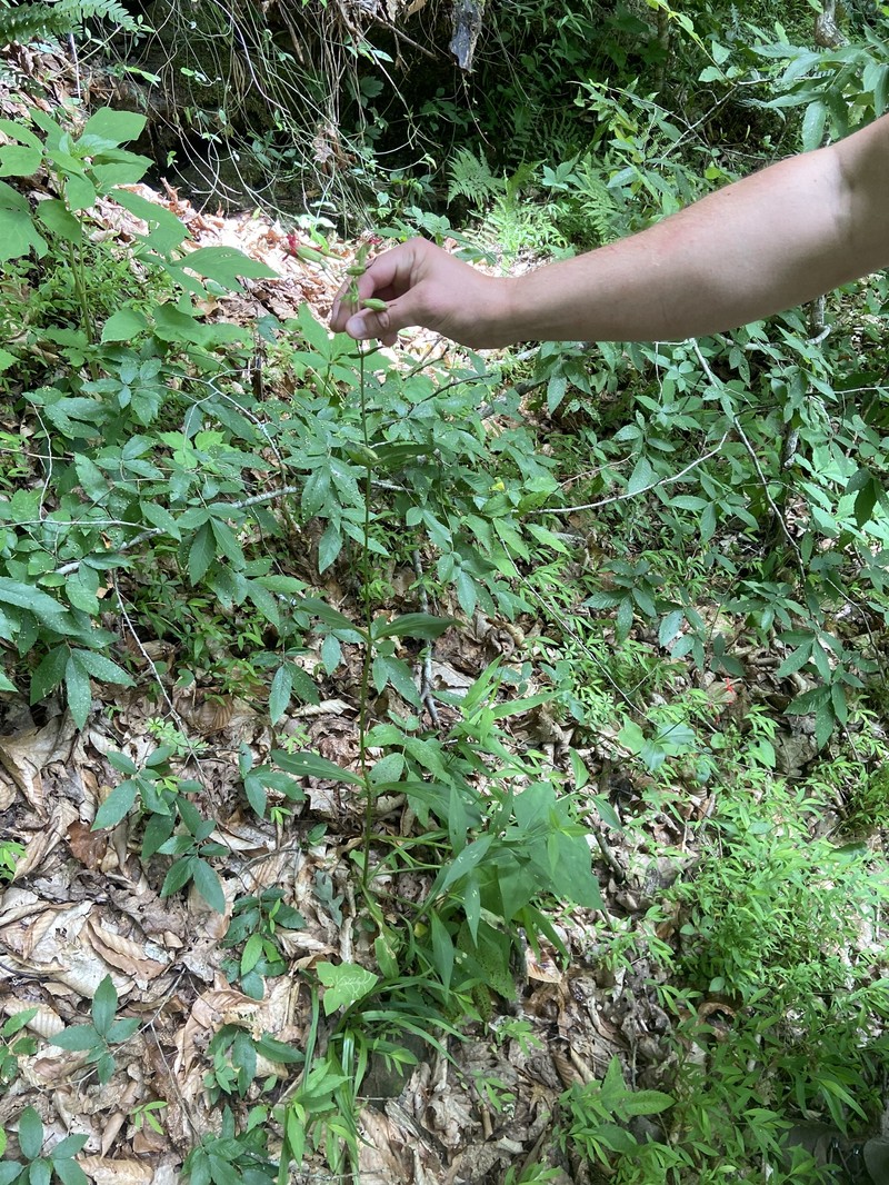 Silene virginica var. robusta photo 7