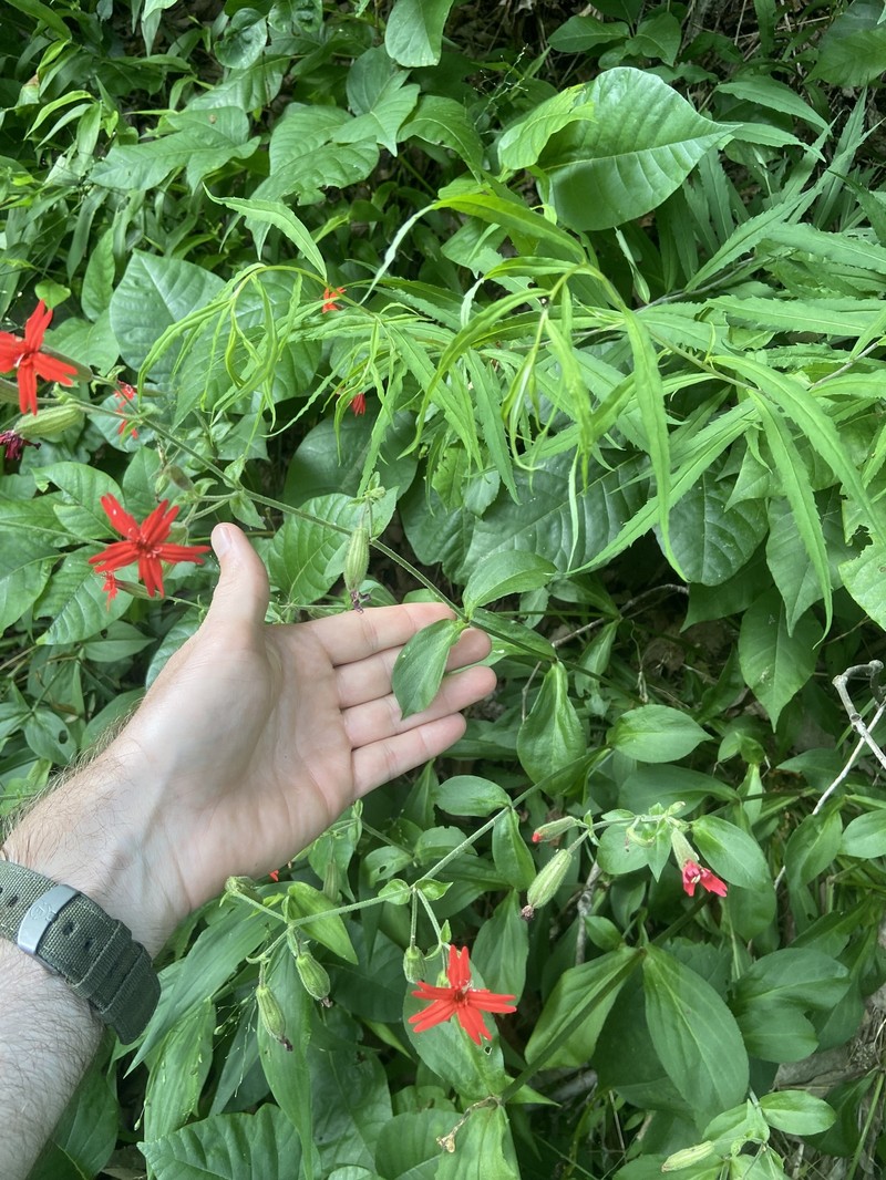 Silene virginica var. robusta photo 8