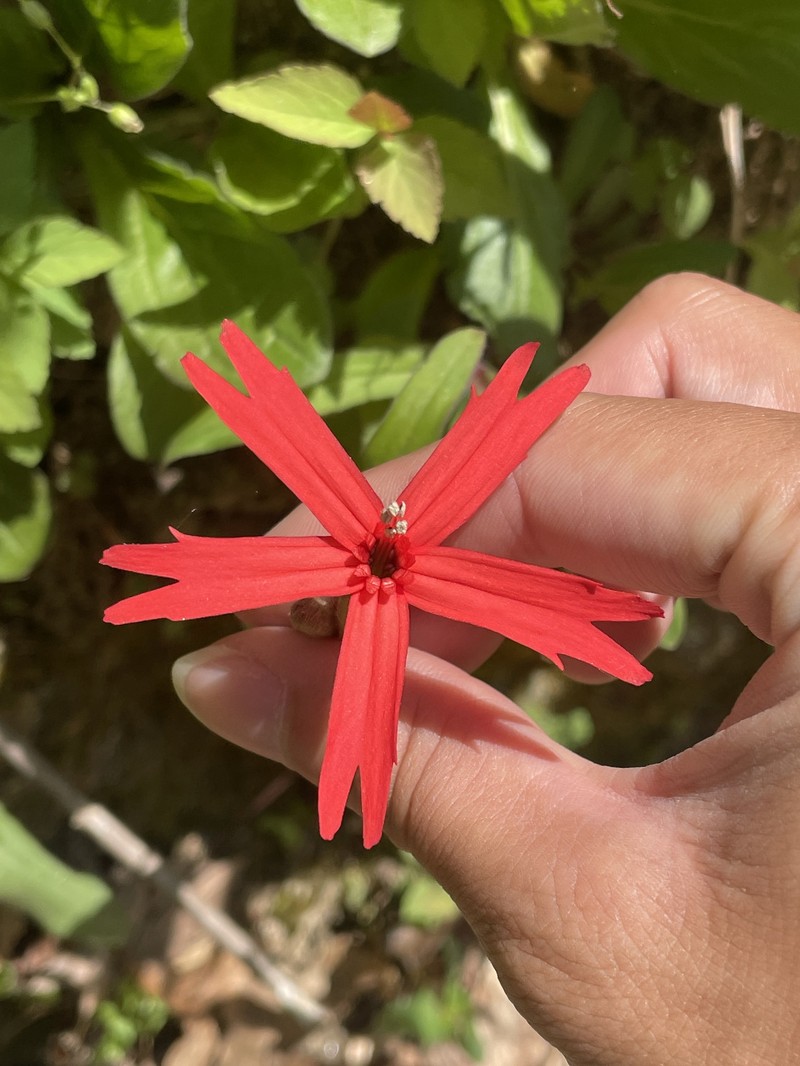 Silene virginica var. virginica