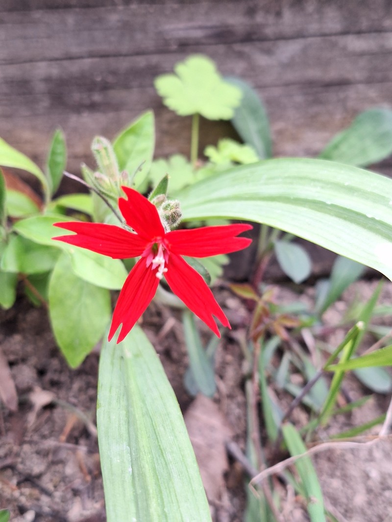 Silene virginica var. virginica photo 2