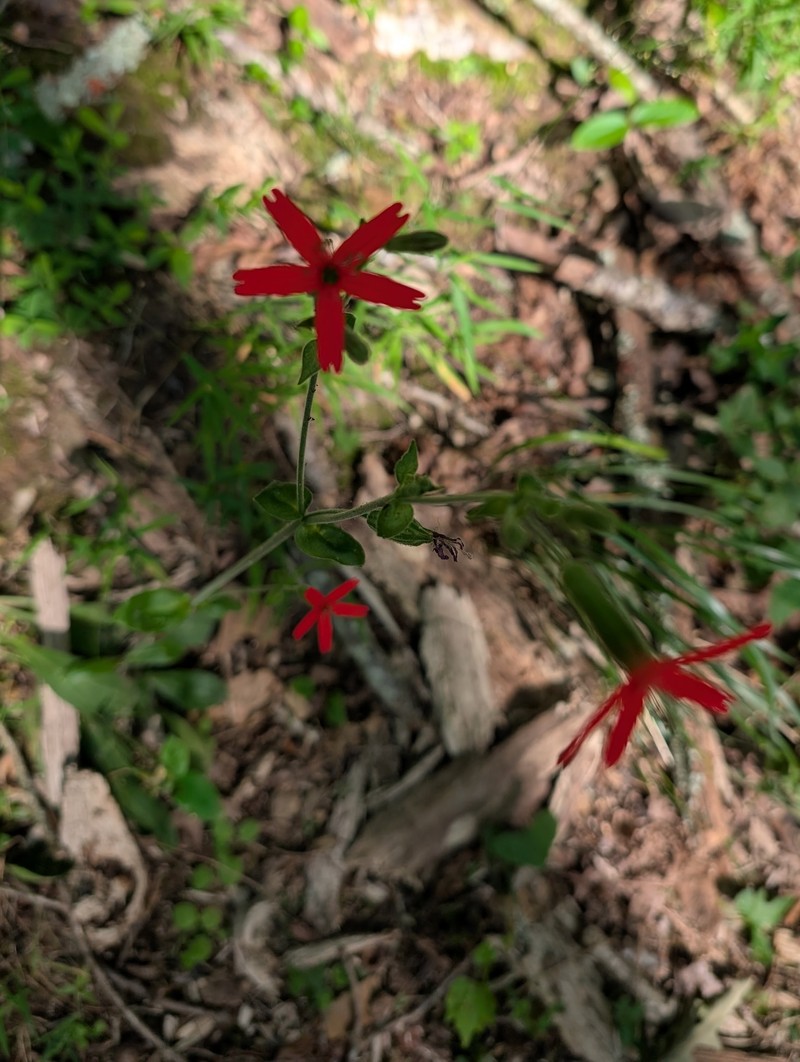 Silene virginica var. virginica photo 3