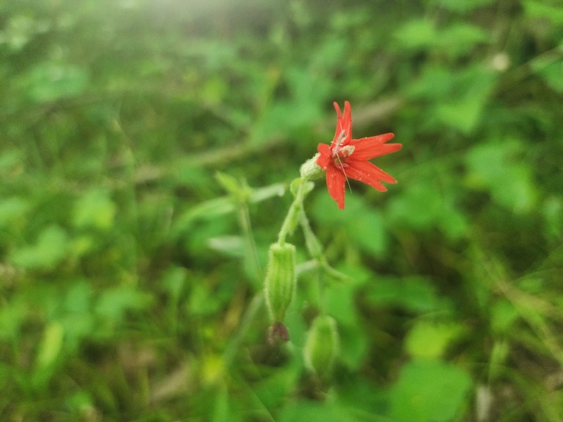 Silene virginica var. virginica photo 4