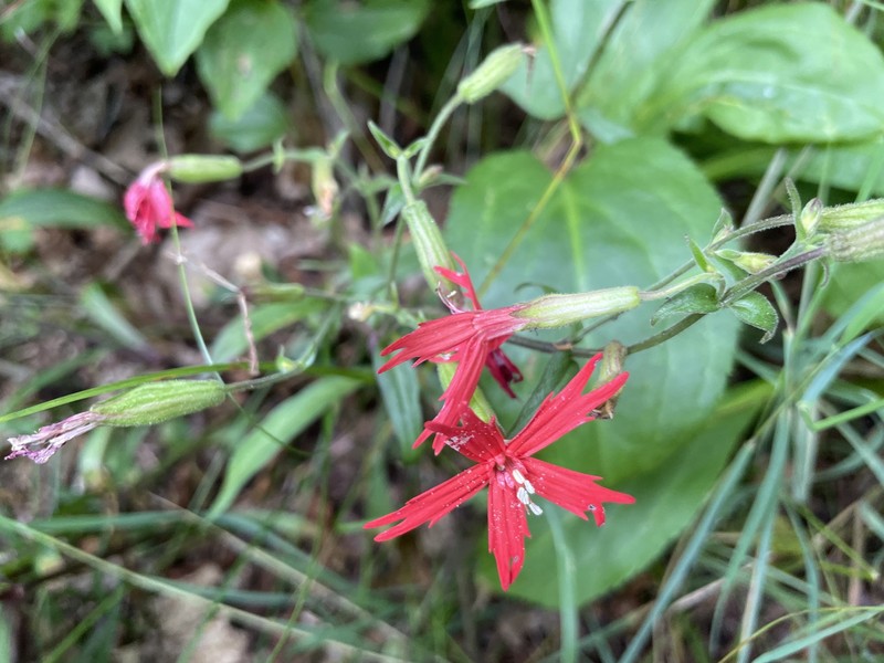 Silene virginica var. virginica photo 5