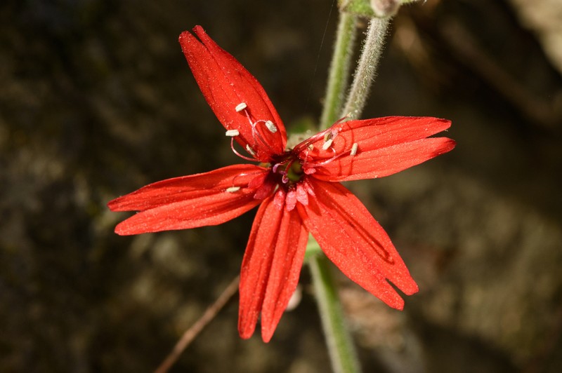 Silene virginica var. virginica photo 6