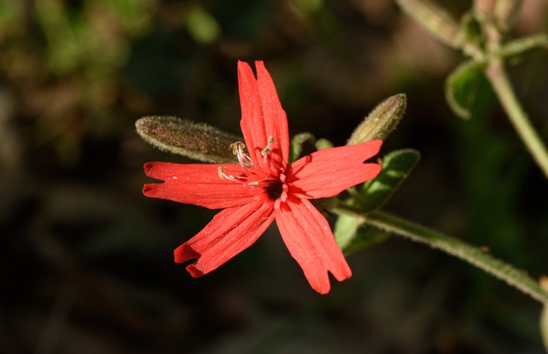 Silene virginica var. virginica photo 7