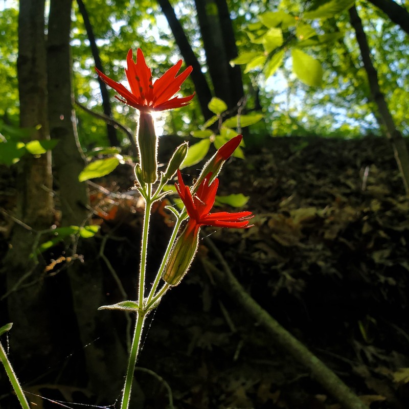 Silene virginica var. virginica photo 8