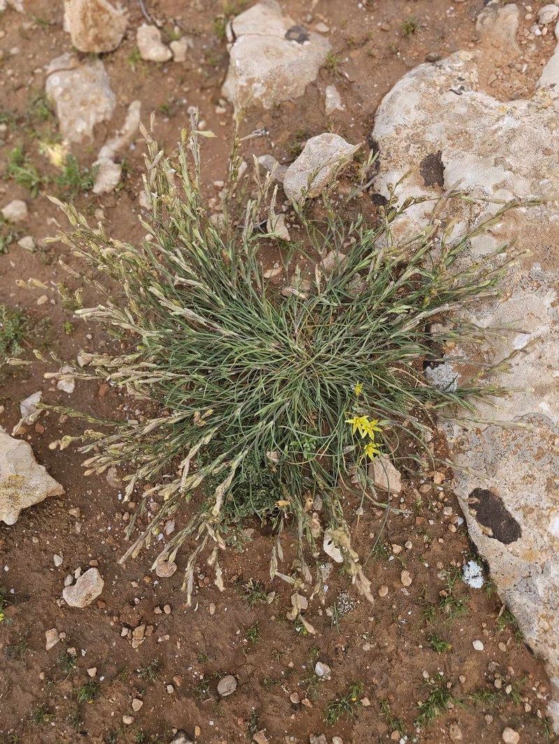 Silene vivianii subsp. vivianii