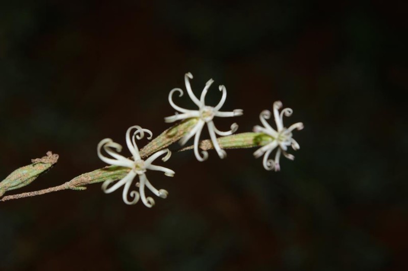 Silene vivianii subsp. vivianii photo 2