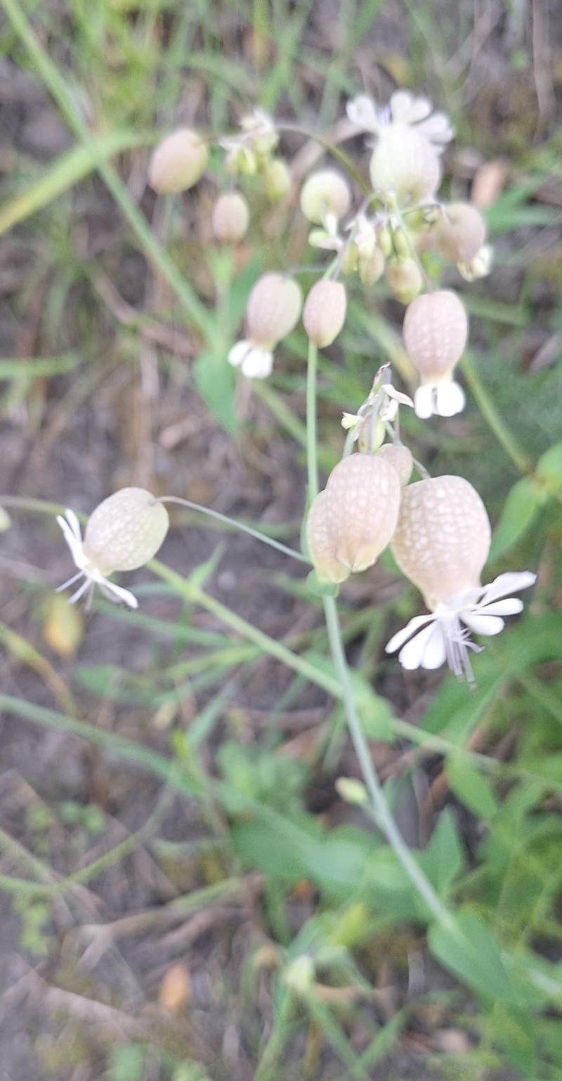 Red Mountain Catchfly