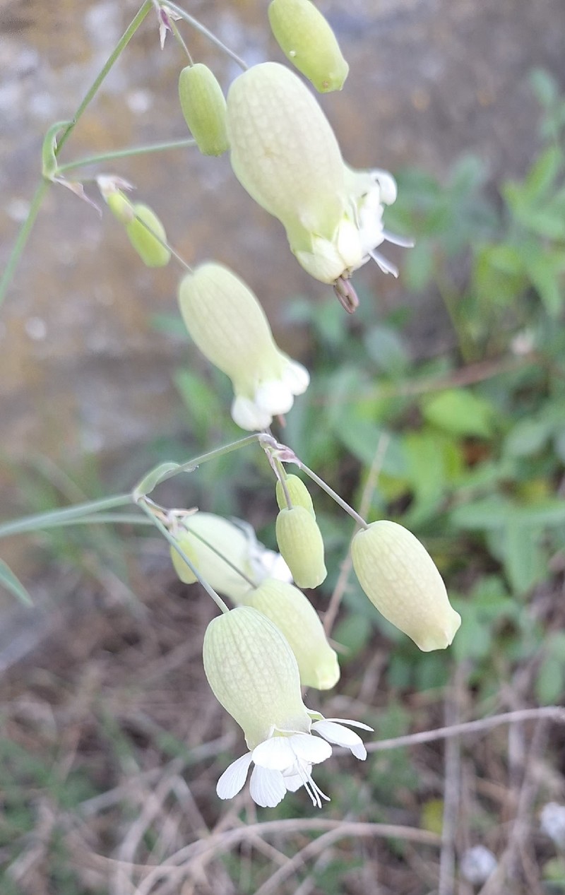 Red Mountain Catchfly photo 2