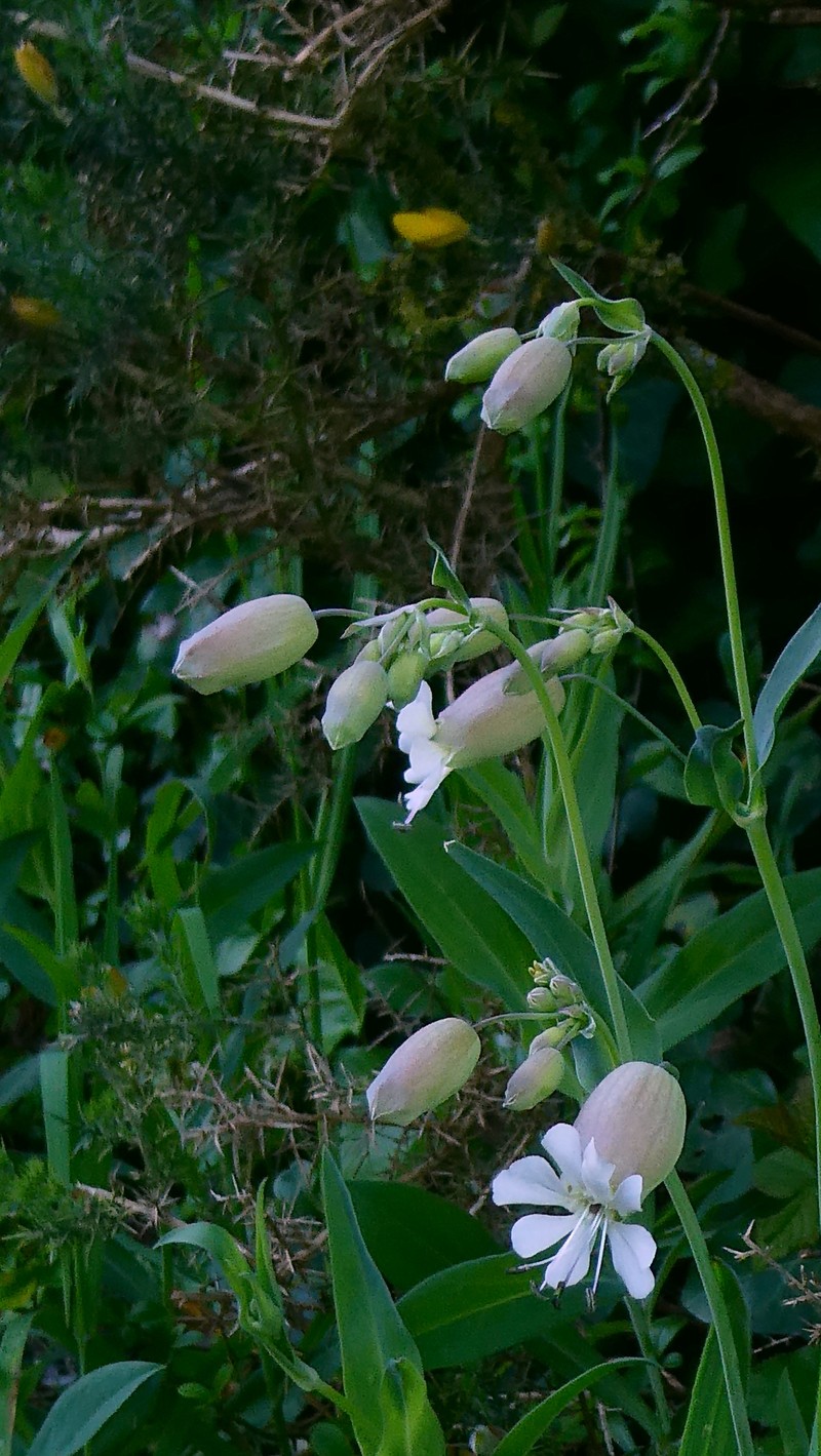 Red Mountain Catchfly photo 3