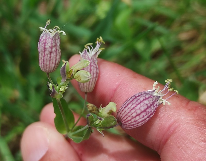 Red Mountain Catchfly photo 4