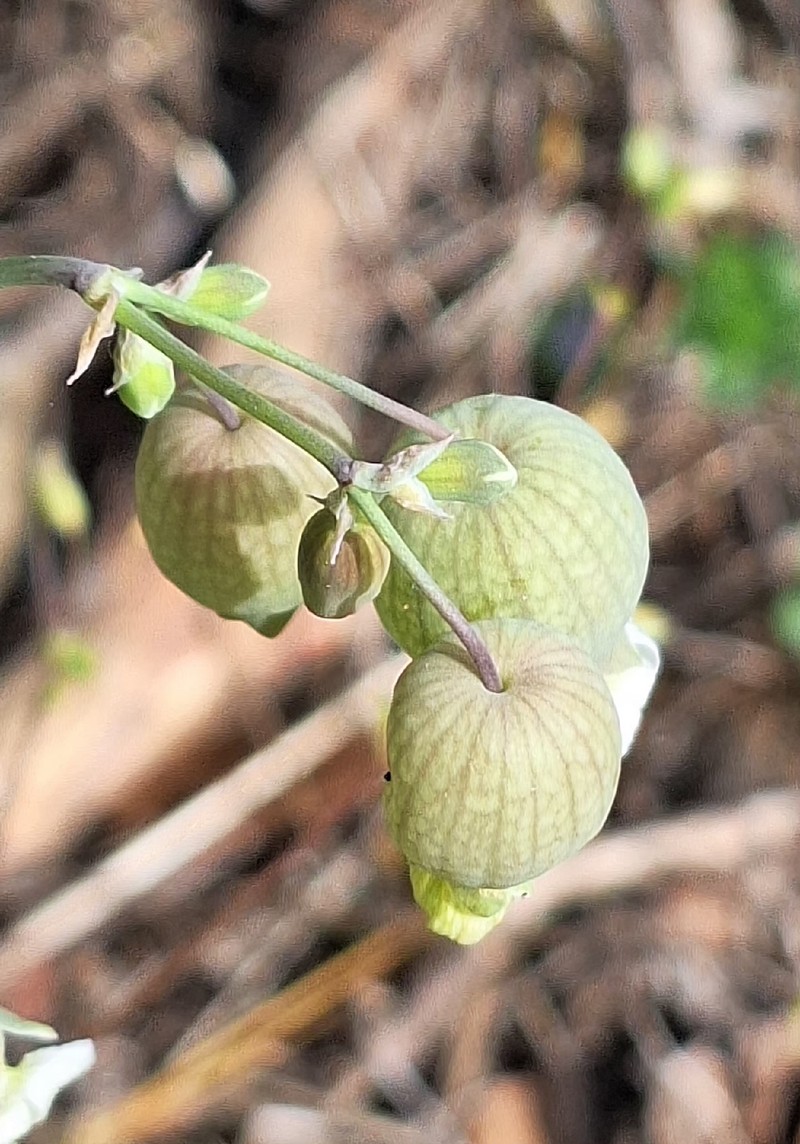 Red Mountain Catchfly photo 5