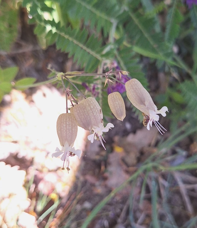 Red Mountain Catchfly photo 6