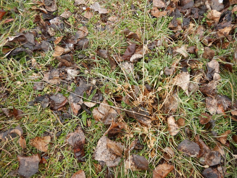 Red Mountain Catchfly photo 7