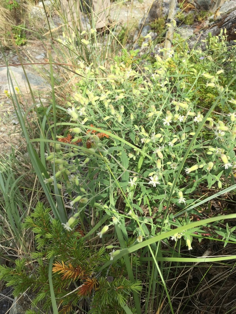 Silene williamsii