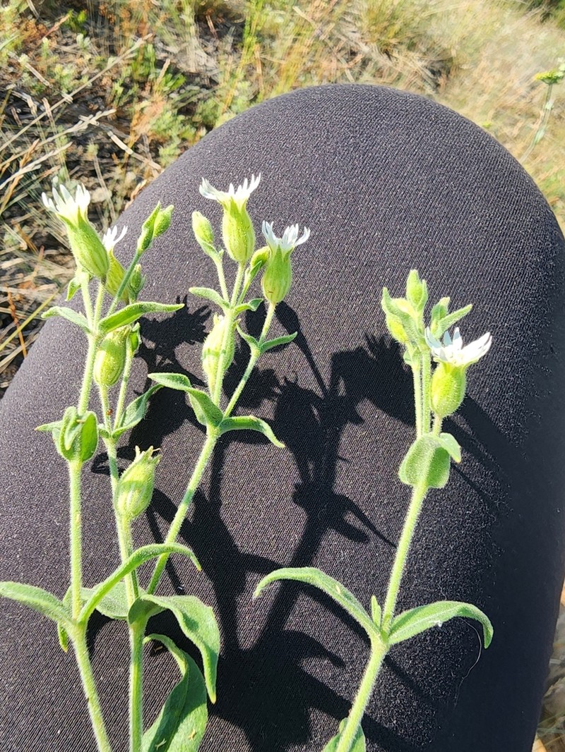 Silene williamsii photo 3