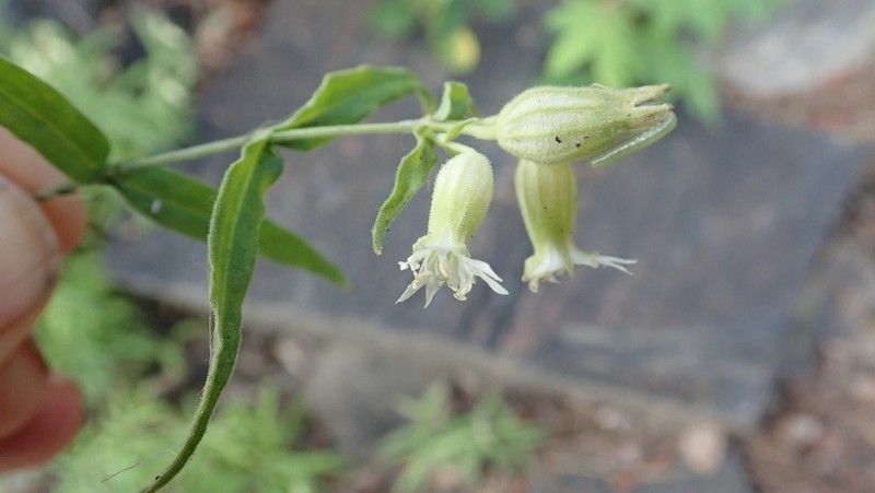 Silene williamsii photo 4