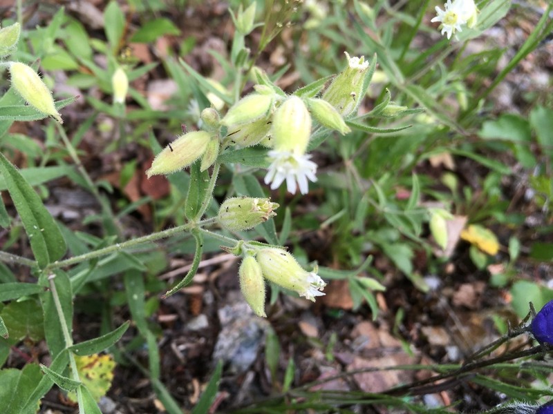Silene williamsii photo 5