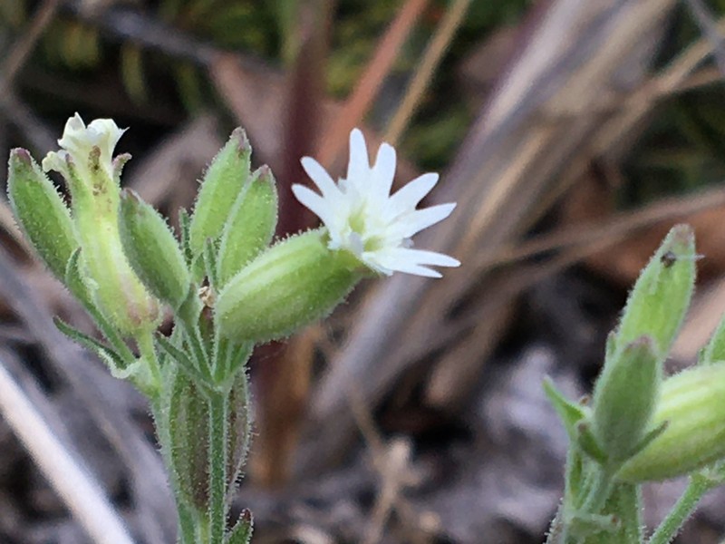 Silene williamsii photo 6