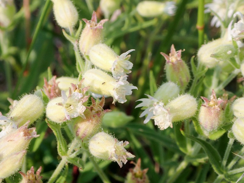 Silene williamsii photo 7
