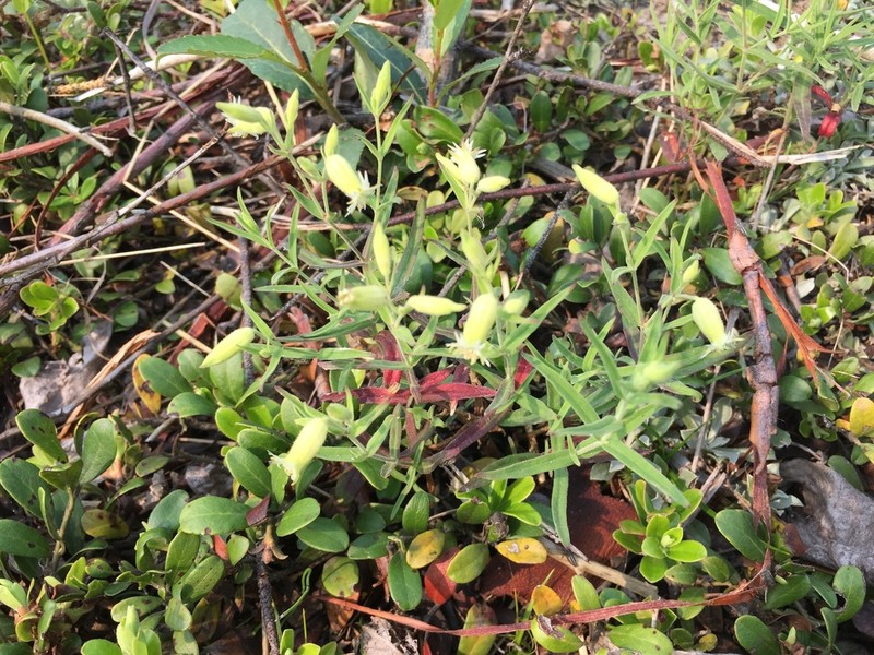 Silene williamsii photo 8
