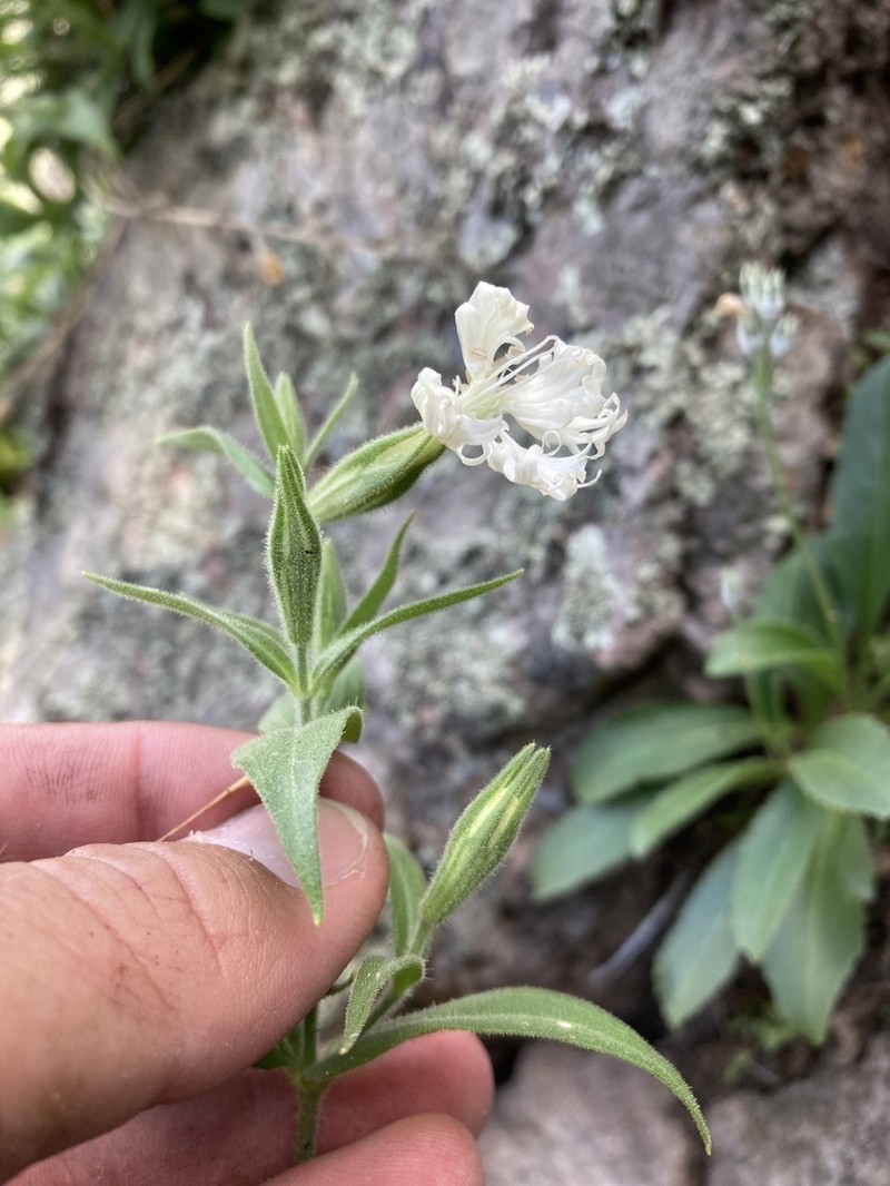 Wright's Catchfly