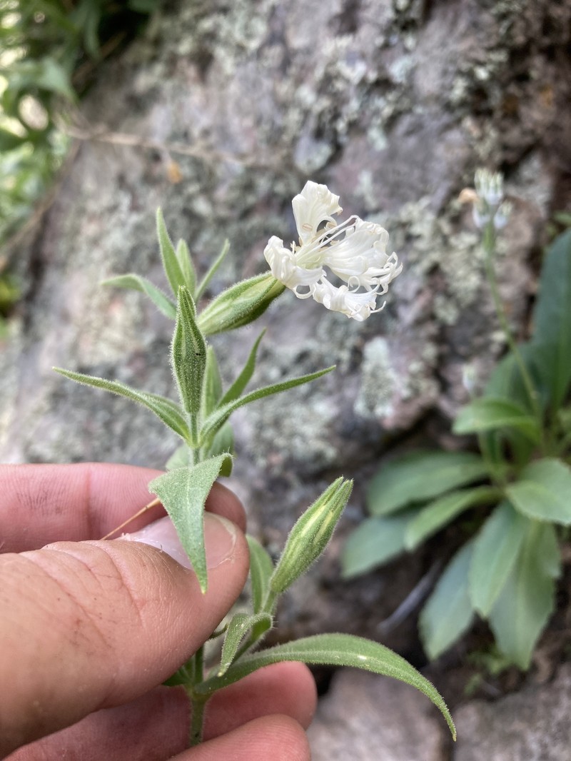 Wright's Catchfly photo 2