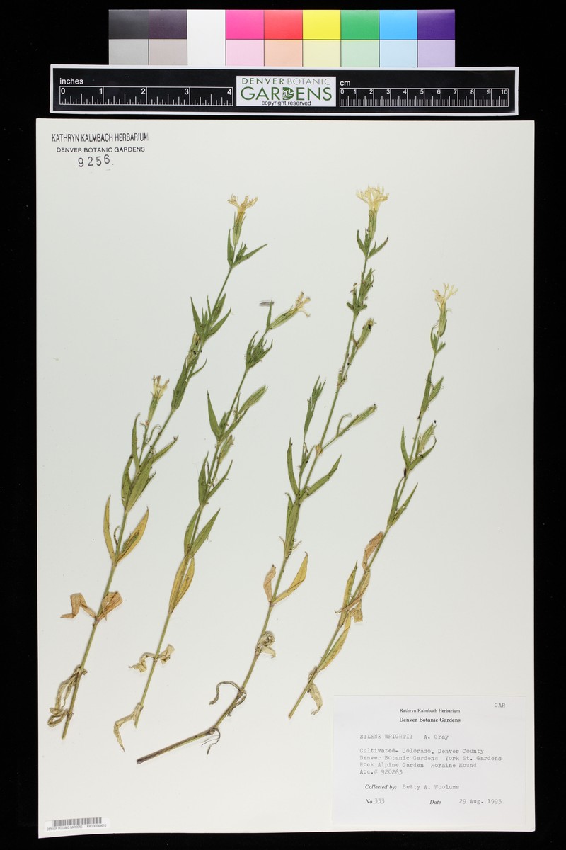 Wright's Catchfly photo 3