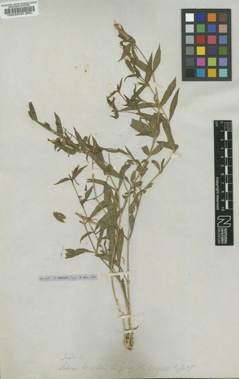 Wright's Catchfly photo 4