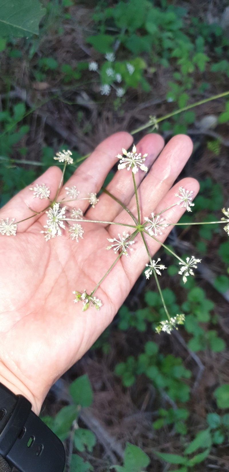 Sillaphyton podagraria