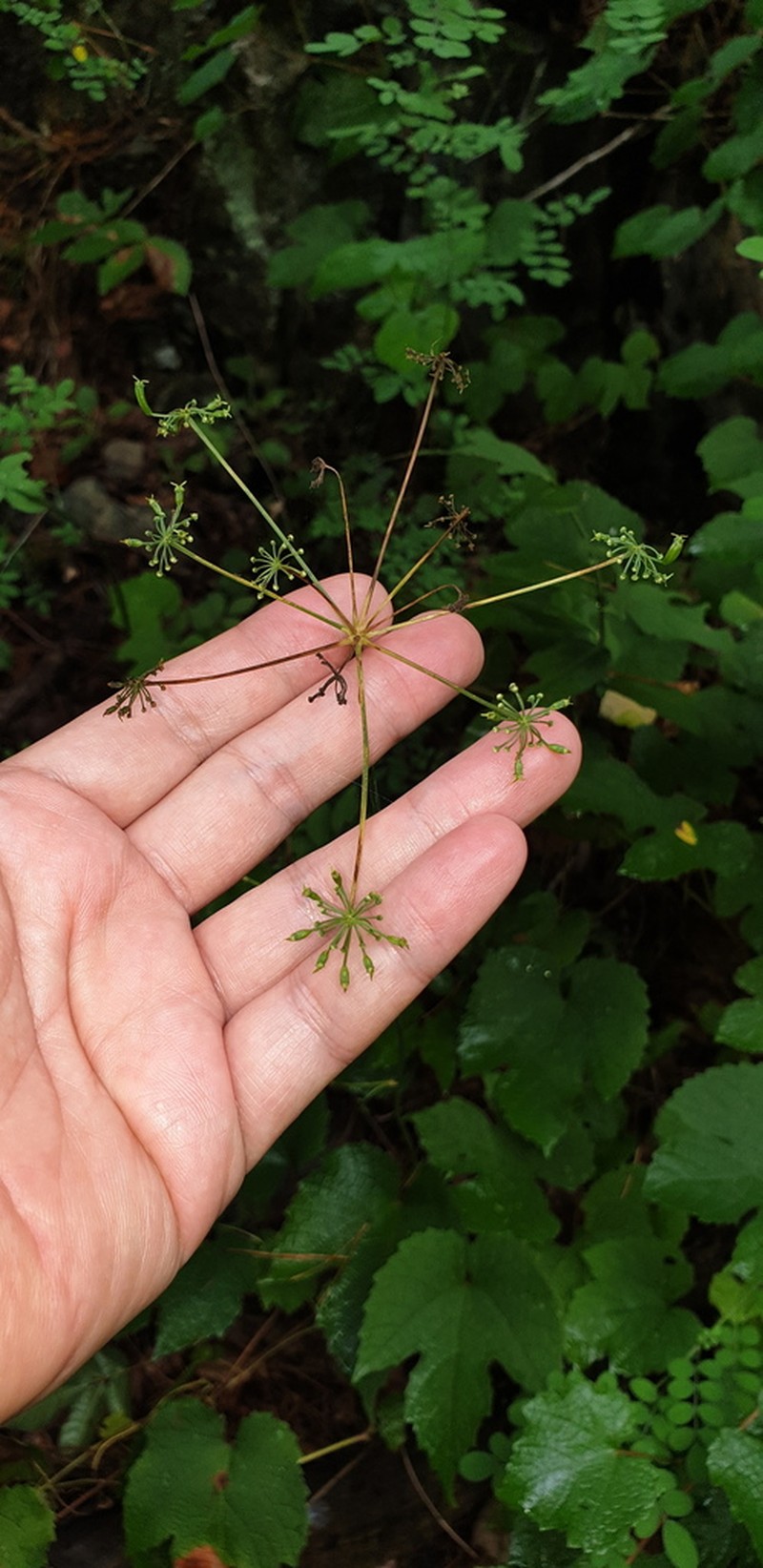 Sillaphyton podagraria photo 2