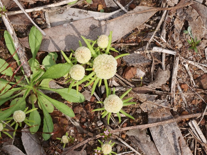 Siloxerus filifolius