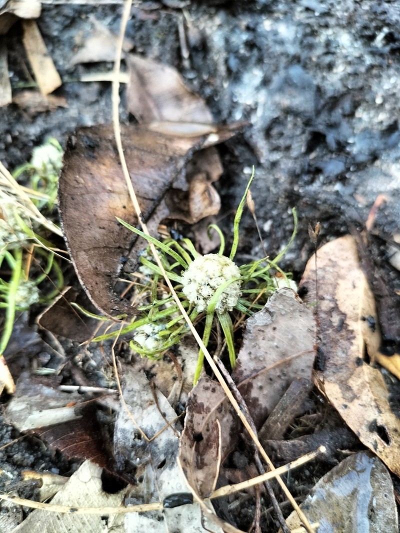 Siloxerus filifolius photo 2